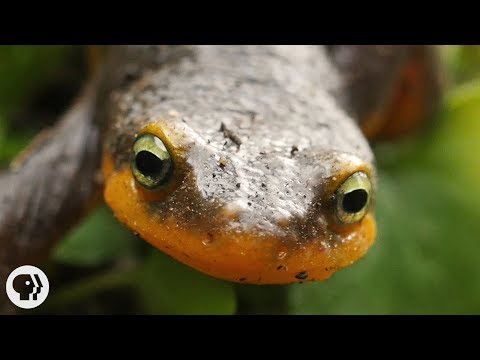 Newt Sex: Buff Males! Writhing Females! Cannibalism! | Deep Look Video