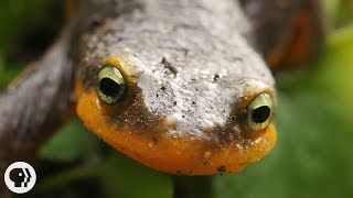 Newt Sex: Buff Males! Writhing Females! Cannibalism! | Deep Look