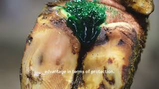 AMBUGREEN™ — Tips For Using Gel Barriers