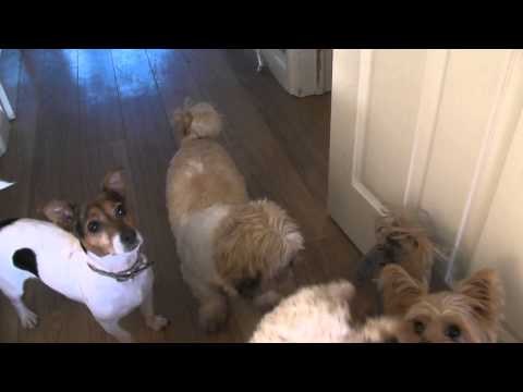 Elisha- Many Tears Animal Rescue