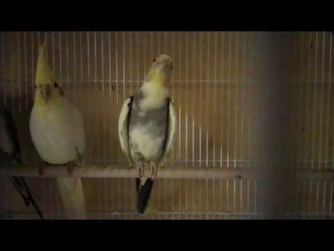 Mating Call for Pied Cockatiel