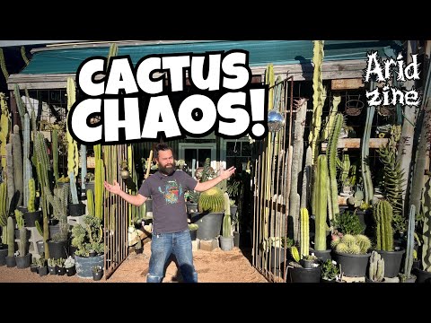 Hunting hidden cactus treasures at Cactus Talk