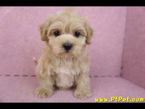 10/18馬爾泰迪母幼犬(高雄鼓山)