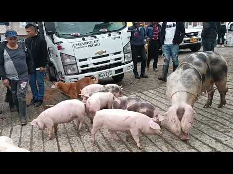 Feria porcina en Garagoa Boyacá.