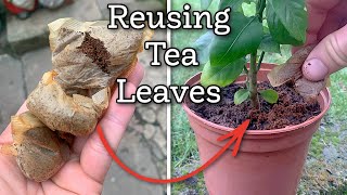 How Reusing Tea Leaves Can Help Improve Your Garden Plants