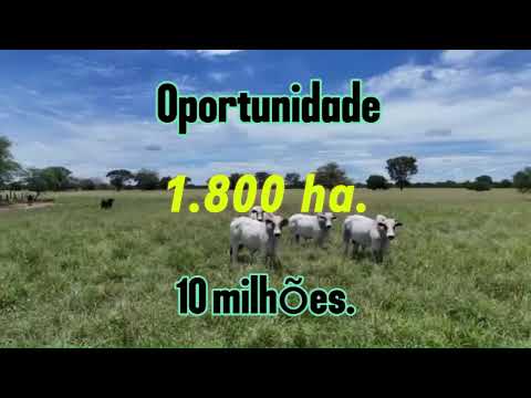 Fazenda 1.800 ha em Porteirinha – Pecuária de Alto Desempenho no Norte de Minas #fazendaavenda