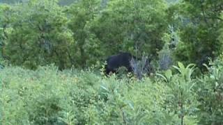 preview picture of video 'Moose sighting in Utah'