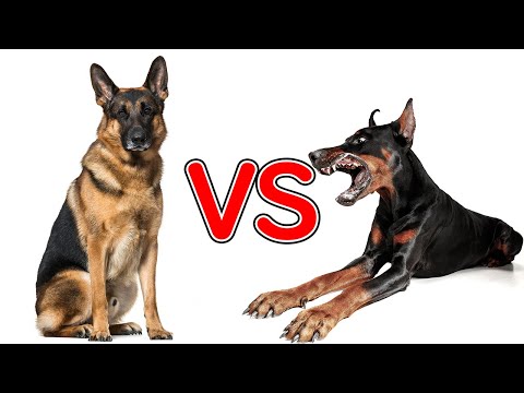 ドーベルマンとジャーマンシェパードの違い