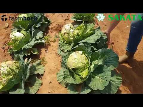 , title : 'Sakata 2018 Field Day Cabbage Part 3 - Open Pollinated vs Hybrid'