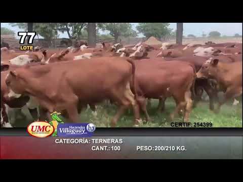 Lote 100 Terneras en Gral. San Martin, Chaco