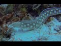 Eel swimming in action