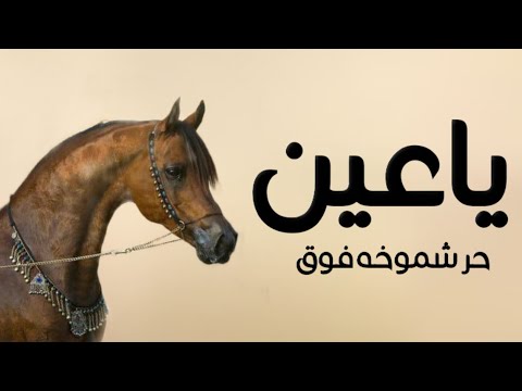 افخم شيلة ياعين حر شموخه فوق 2023 اداء صوت متعب الخيل