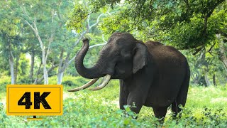 Download lagu Elephant Free Stock Video in 4K- Elephants Free Stock Footage - No Copyright Elephant Videos mp3