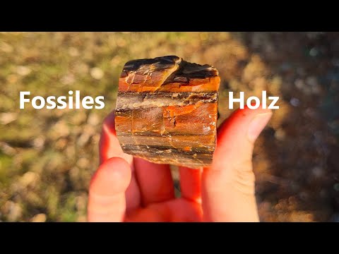 Spitzenfund - Versteinertes Holz auf dem Acker gefunden