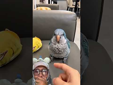 Burungnya akting meninggoy‼️#pets #funny #cute #trending #birds #animals