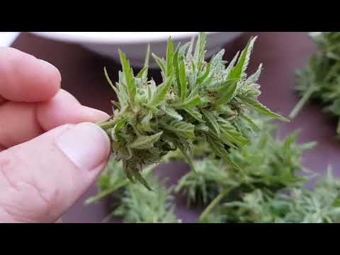 UKFN 2019 - Outdoor Ganja Harvest - Round 1