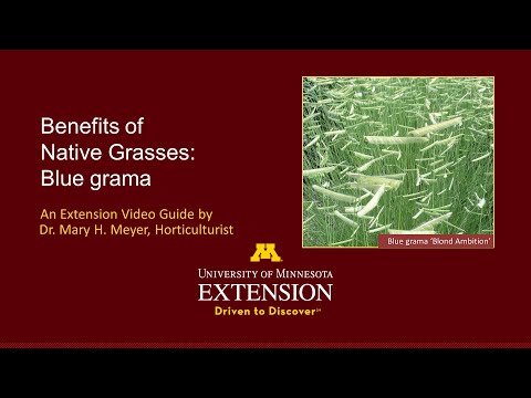 Benefits of Native Grasses: Blue Grama