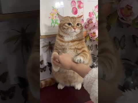 #fyp #fypシ゚viral