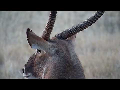 Djuma:  Waterbuck bull with Impala herd - 16:32 - 06/18/19