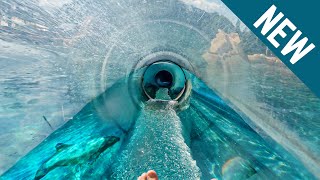 Aquatica Orlando - NEW Reef Plunge Waterslides 2022 POV