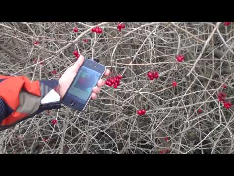 iForest - Trees and shrubs Video