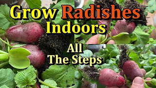 How to Easily Grow Radishes Indoors (All the Steps!)