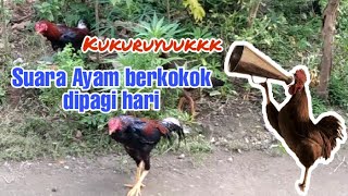 Download lagu 1 Jam Suara Ayam Berkokok Di Pagi Hari mp3 Download lagu 1 Jam Suara Ayam Berkokok Di Pagi Hari mp3