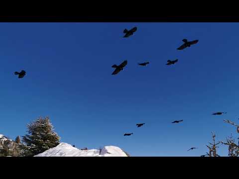 Winter in the Alps - Belalp - Green Places