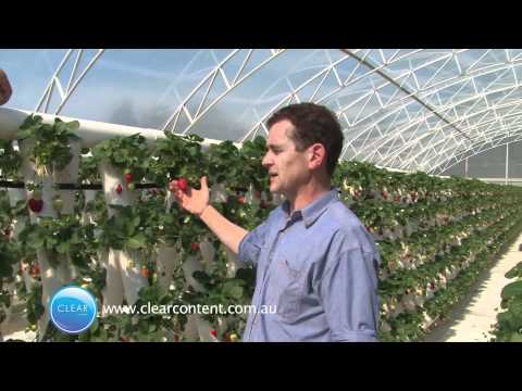 Ricardoes Tomatoes and Strawberries Farm
