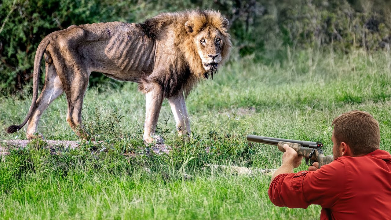 Sterbender Löwe bat um Hilfe. Was dieser Mann tat, schockierte alle!