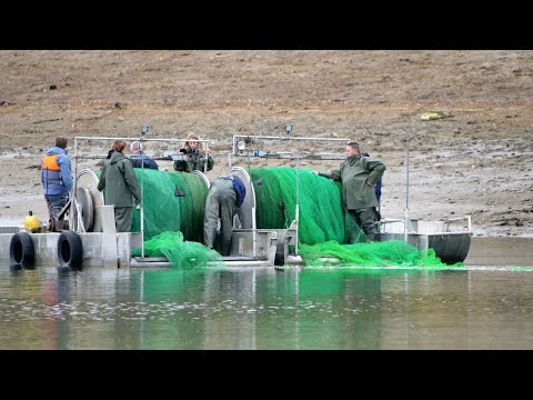 Ellertshäuser See has been fished out: But who actually owns the fish?