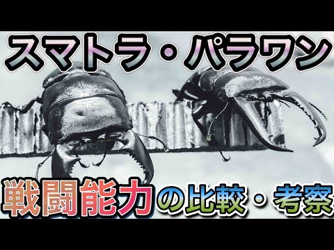 パラワンパレットについて詳しく解説