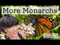 My Plan To Get More Monarch Butterflies In My Florida Garden