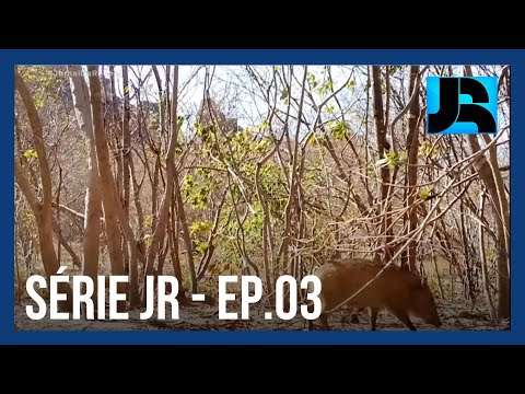 Pedra Furada: vida selvagem da Caatinga é um show à parte...