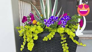 MUST-HAVE Perennial for Containers 🍀Creeping Jenny 💚grows back every year!
