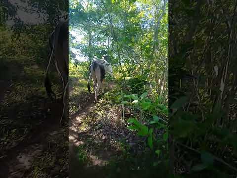 Faz Caraíbas Jerumenha Piauí