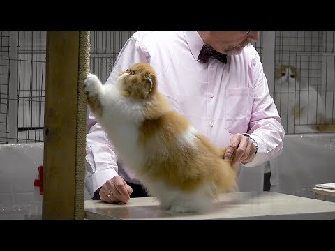 CFA International Cat Show 2017 - BiColor Persian kittens - set 2