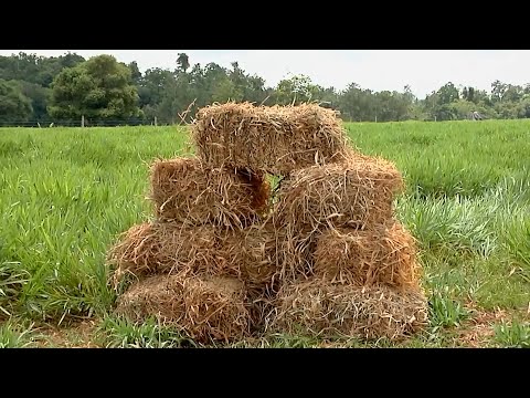 27 ENE   CAP 2   PASTURAS PAPALOTLA FINCA GANADERÍA YARUMA   SABANA DE TORRES   SANTANDER