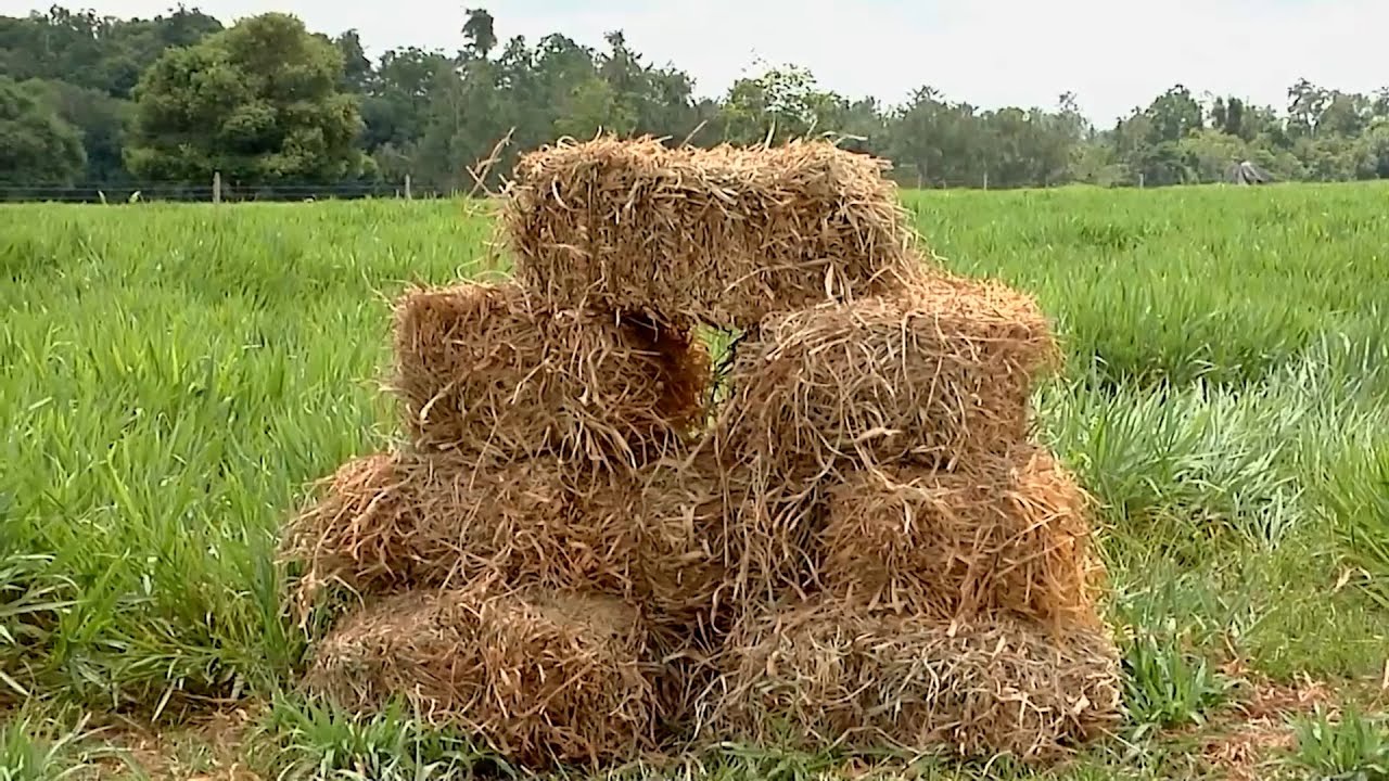 27 ENE   CAP 2   PASTURAS PAPALOTLA FINCA GANADERÍA YARUMA   SABANA DE TORRES   SANTANDER