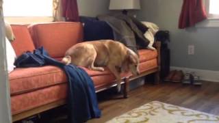 Lola busted sleeping on the couch