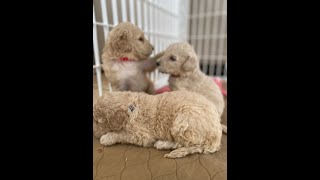 Video preview image #1 Goldendoodle Puppy For Sale in ZEBULON, NC, USA