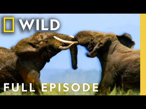 Elephant Rampage! (Full Episode) | Animal Fight Night | Nat Geo Animals