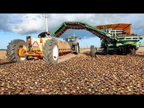 How Tulip Bulbs Are Produced and Harvested - Tulips Cultivation Technique in Green House