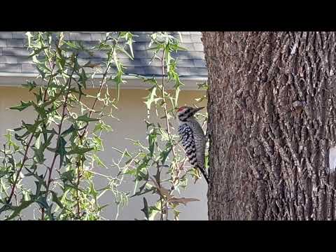 Ladder-backed Woodpecker on our Texas Ash tree