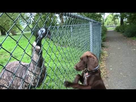 Emu vs Dog