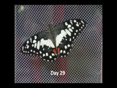 download lagu mp3 mp4 Lime Butterfly Life Cycle, download lagu Lime Butterfly Life Cycle gratis, unduh video klip Lime Butterfly Life Cycle