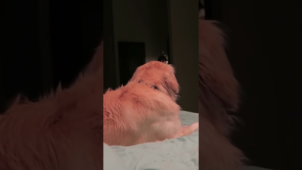YouTube video preview