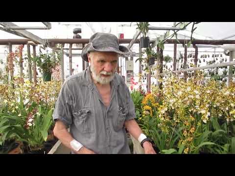 orchidee, col troppo caldo di questi giorni come si può raffrescare