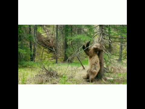 Bear Pole Dancing Fun
