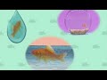 Elmo S World Quizzes Fish